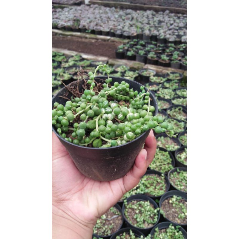 String of Pearl/Tasbih