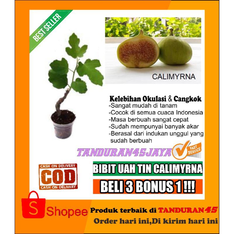 bibit buah tin calimyrna/bibit buah tin/buah tin