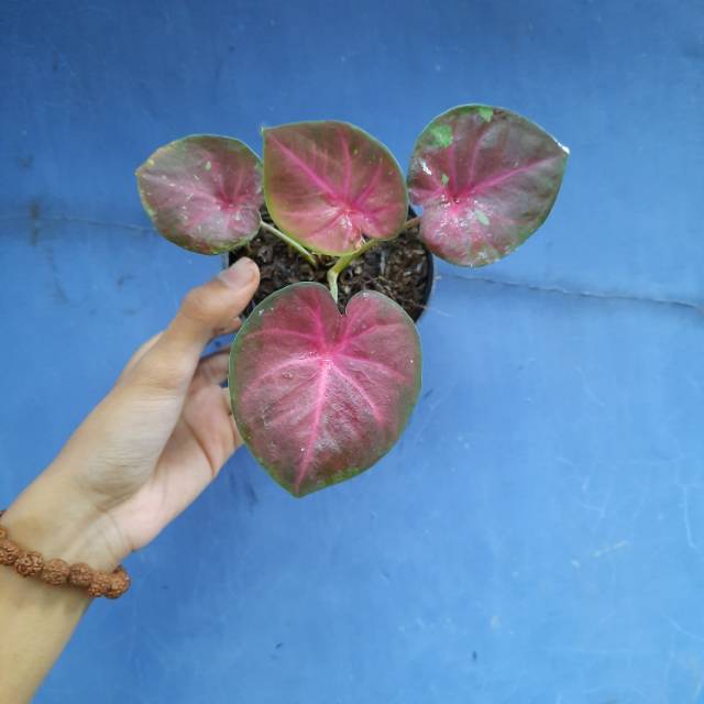 Keladi White Pathalung Keladi Hias Pathalung Caladium Pathalung Langka Shopee Indonesia