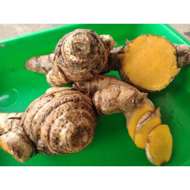 

Temulawak segar 1kg bisa buat bibit