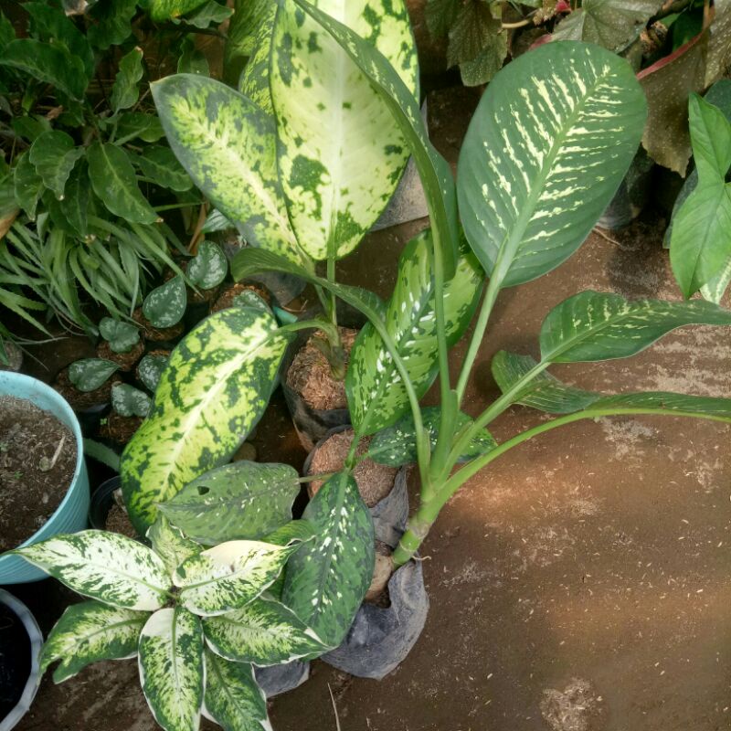 tanaman hias diven galaxy