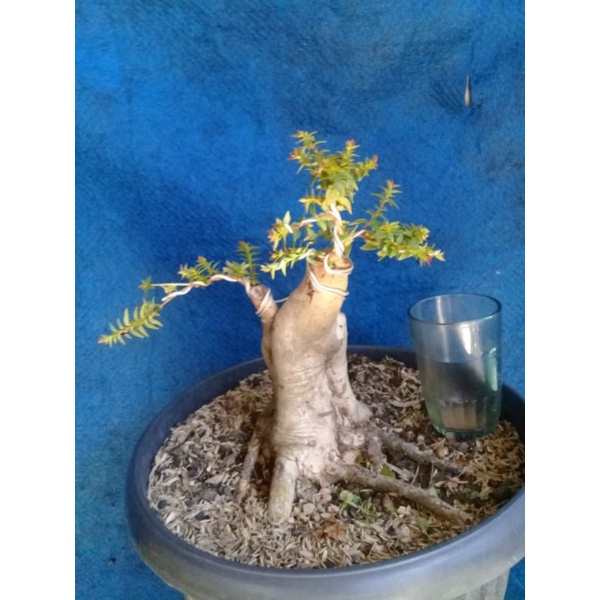 sianto mikro bogel, dewandaru mikro
