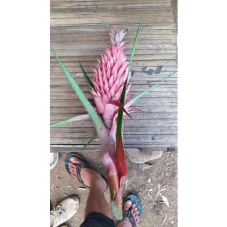 

Nanas merah atau nanas sabrang per 500gram