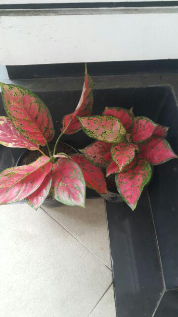 Tanaman Hias Indoor Aglaonema Dud Anjamani