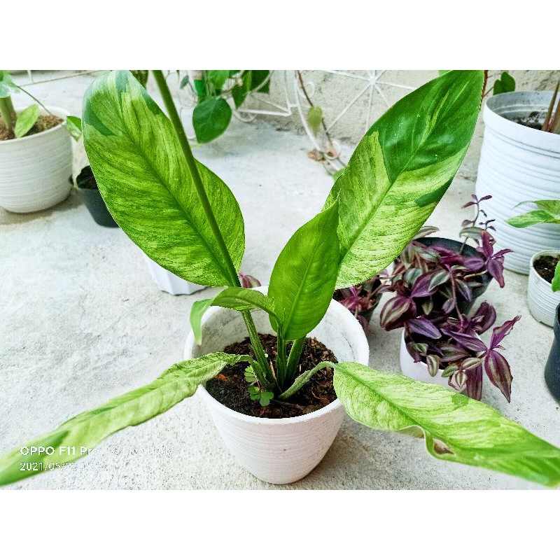 Peace Lily Variegata