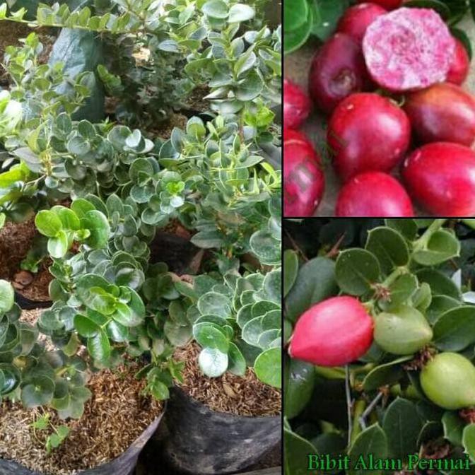 Free Onhkir Bibit Tanaman Buah Atau Bahan Bonsai Natal Plum #_*