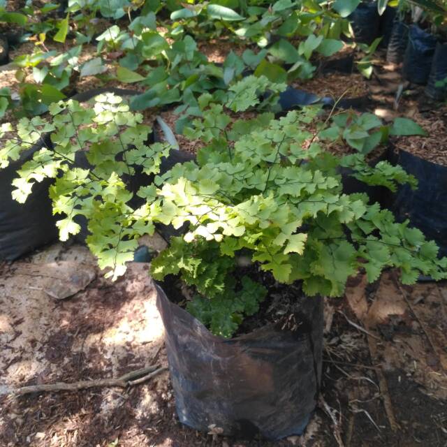 Tanaman hias suplir daun besar