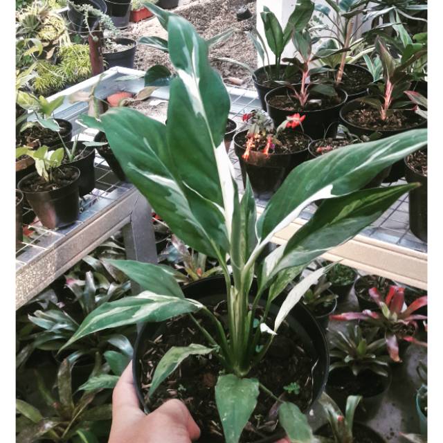 Peace Lily / Lily Perdamaian