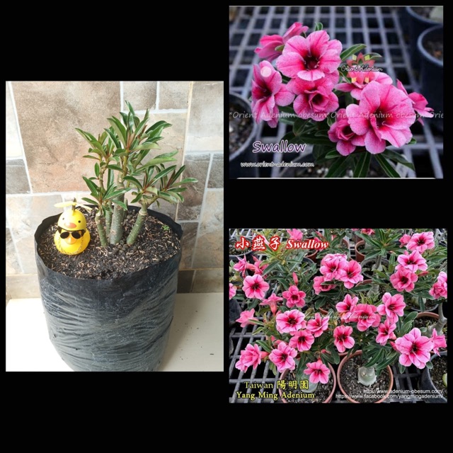 Adenium Grafting “Swallow size D”