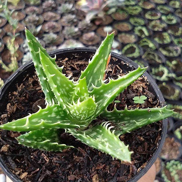 Sukulen aloe tigertooth