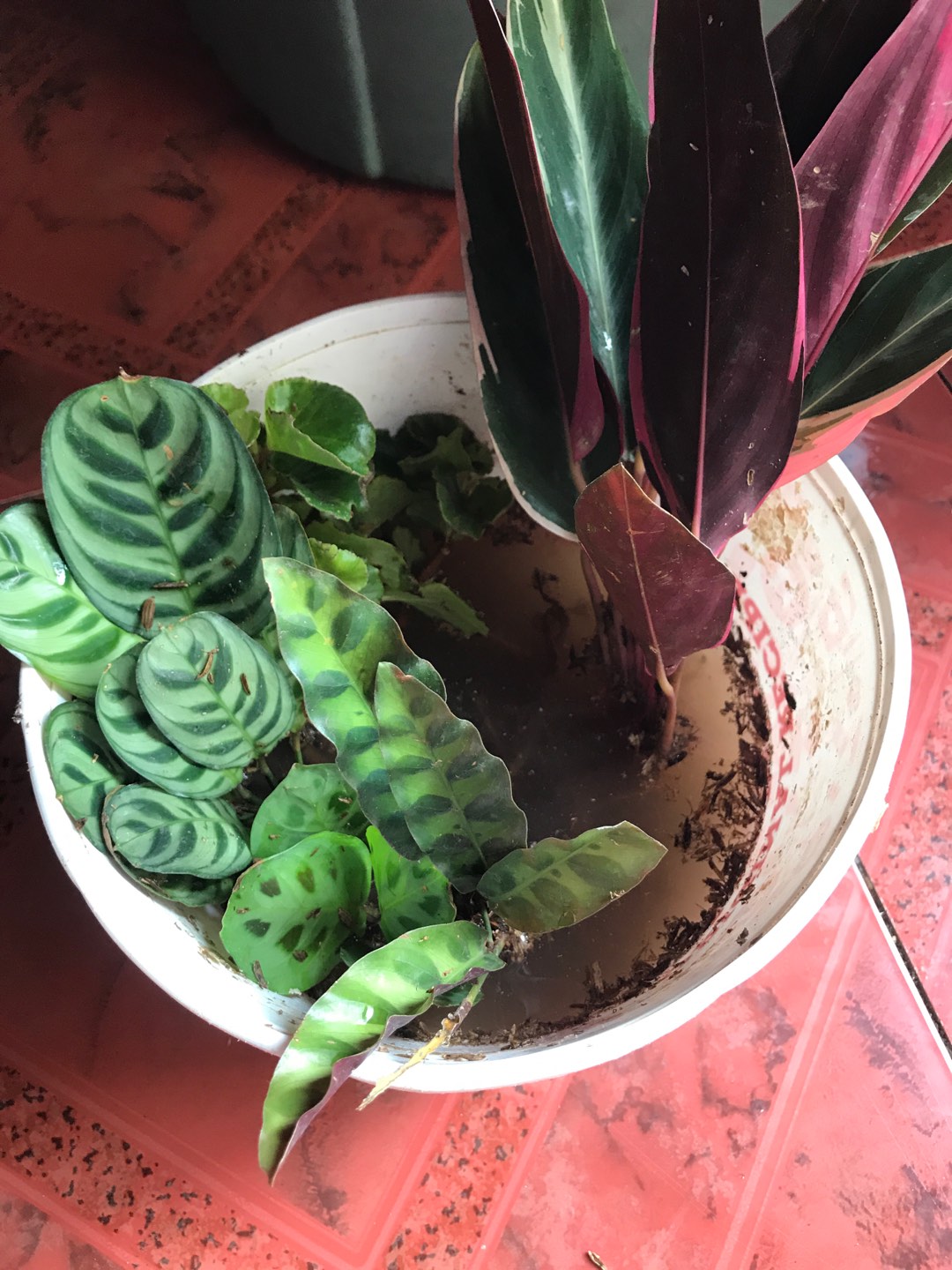 Tanaman Hias Begonia Hijau Bunga Merah