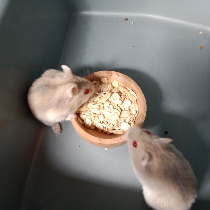 HAMSTER WINTER WHITE & HAMSTER SYRIAN - HAMSTER JINAK TIDAK MENGGIGIT