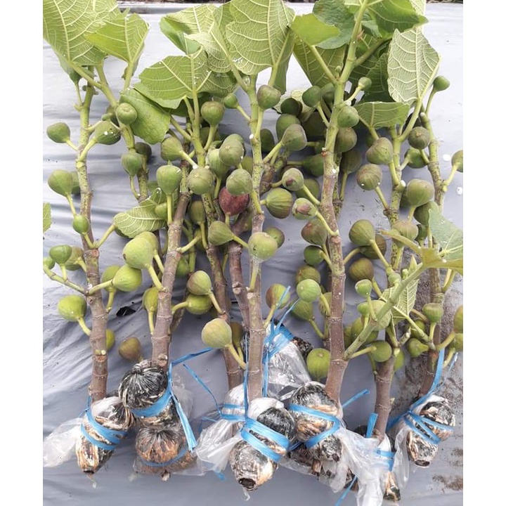 Gardenglories Cangkok Buah Tin Red Palestine Jumbo Manis Segar