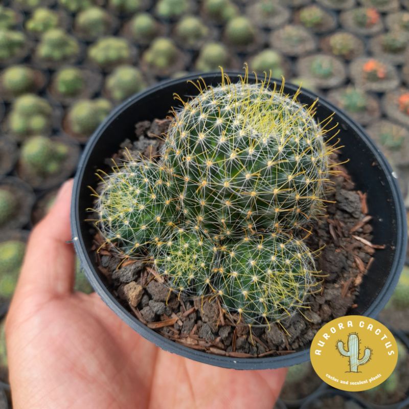 KAKTUS mammilaria duri pancing ownroot