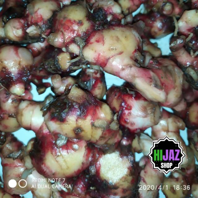 

JAHE MERAH SEGAR SUPER 500GRAM
