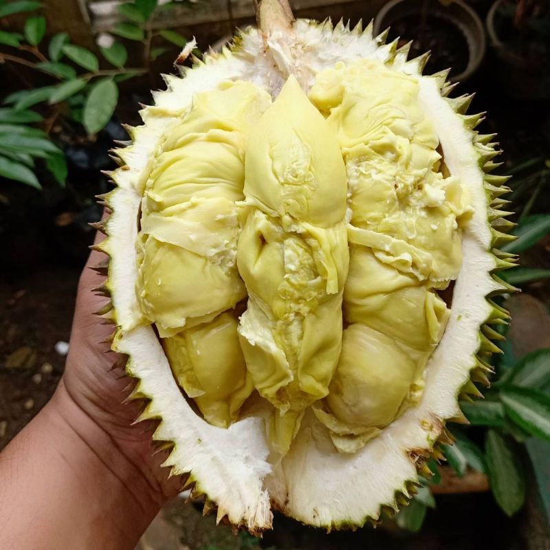 Bibit Durian Duri Hitam Asli