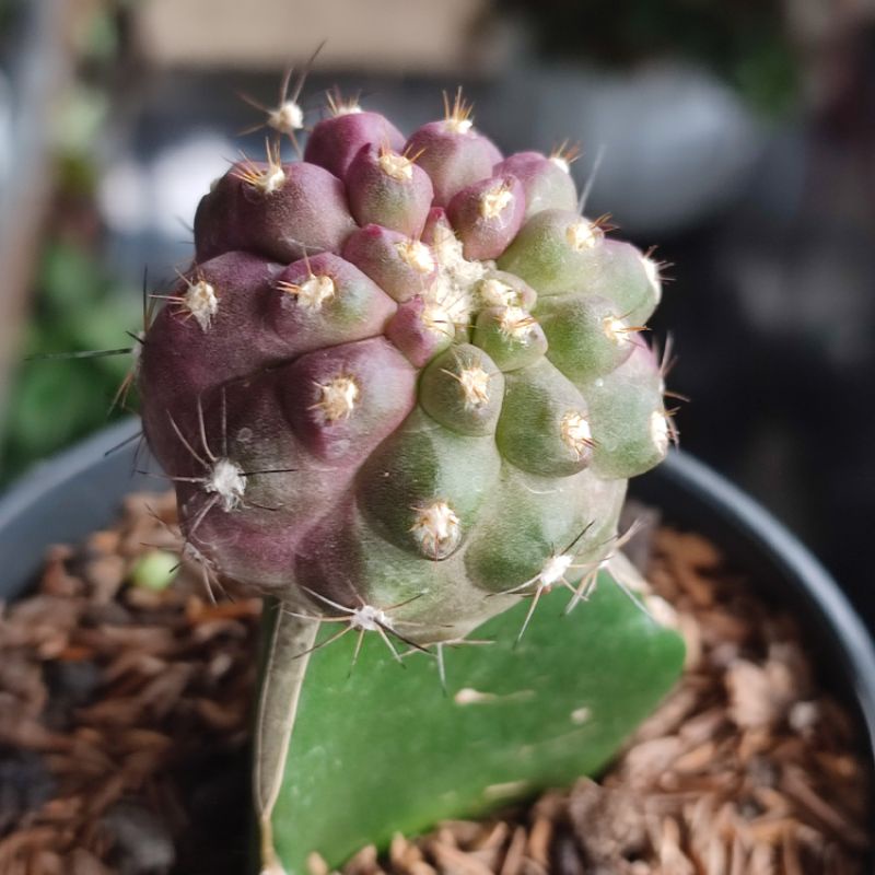 Kaktus Grafting Copiapoa ungu