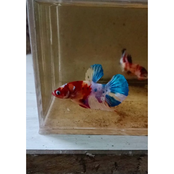 male yellow base multy