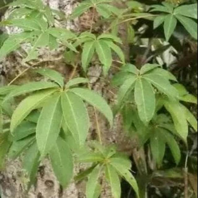 

Daun randu fresh 500 gram