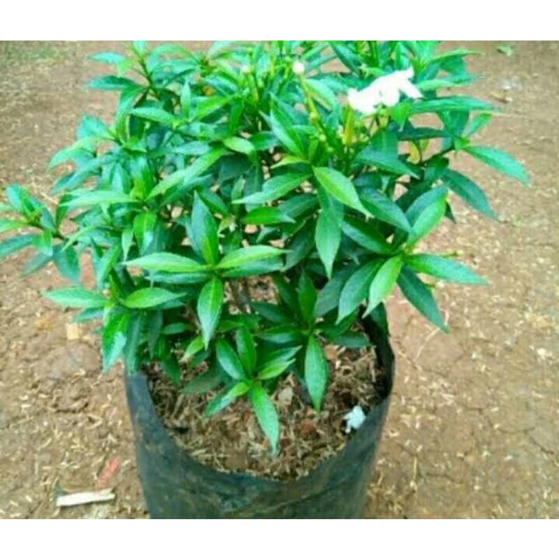 rombusa mini