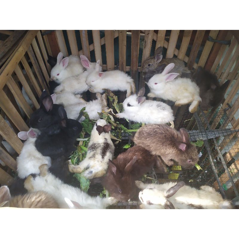 jual anakan kelinci lokal