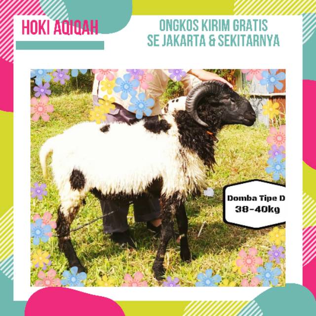 domba jantan 38   40 kg  hewan aqiqah   domba   kambing qurban