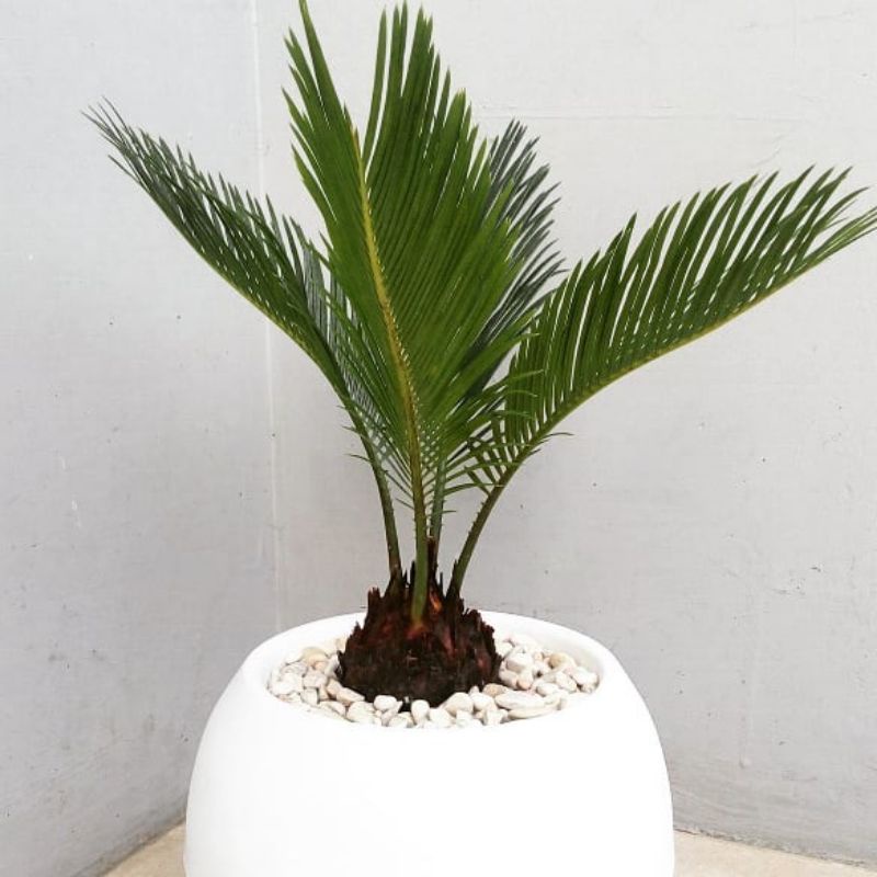 Tanaman Pakis sikas bongol besar