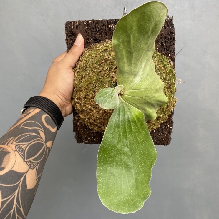 PLATYCERIUM ANGOLENSE MEDIUM