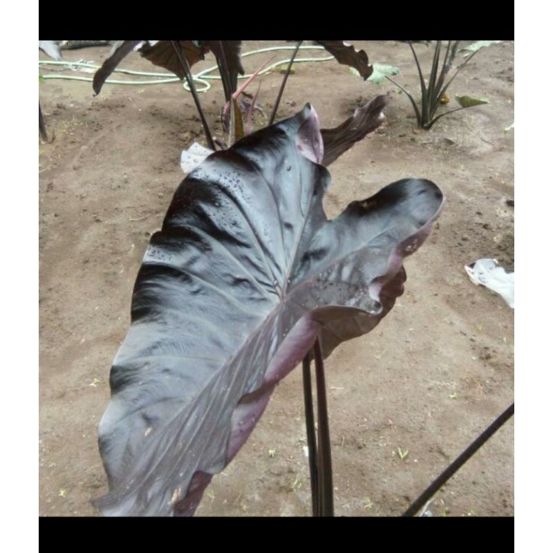 Colocasia Black Coral Tanaman Colocasia Black Coral