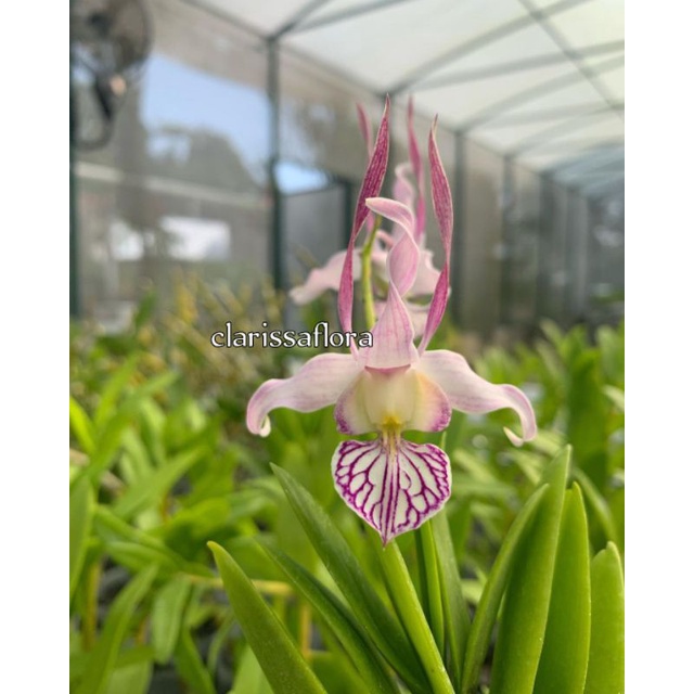 ( BISA COD ) promo SEEDLING anggrek dendrobium leporinum