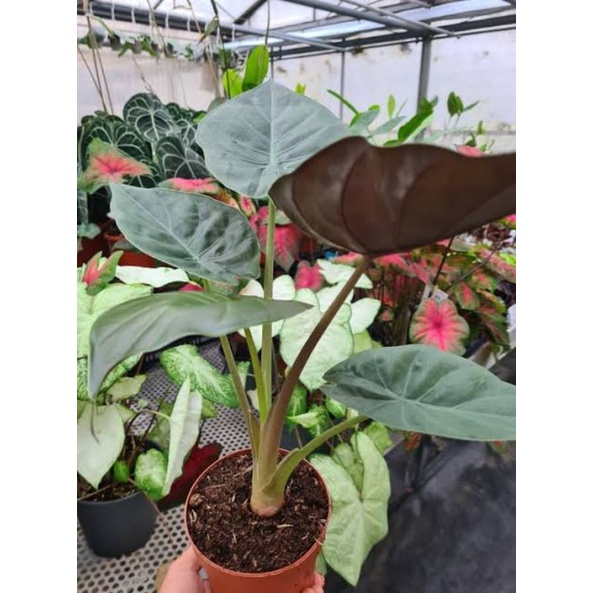 alocasia wentii - alokasia - Tanaman daun