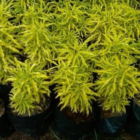 Tanaman hias bibit | brokoli kuning | Tanaman hias bibit