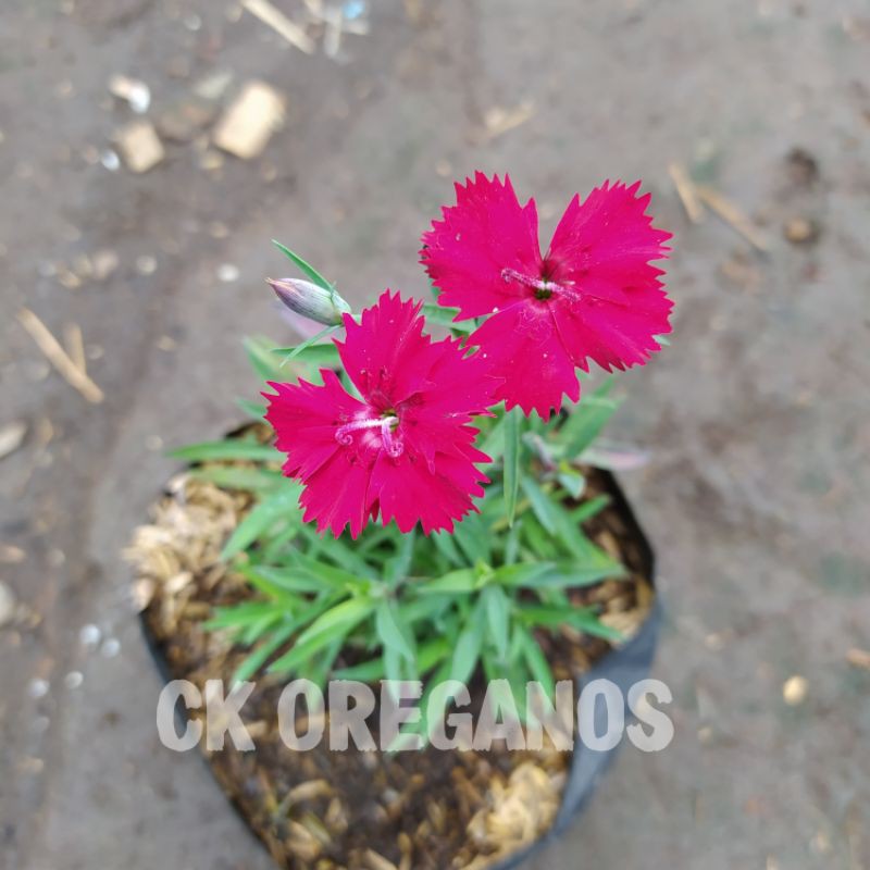 

Bunga ayelir merah ( beli 5 gratis 1 )