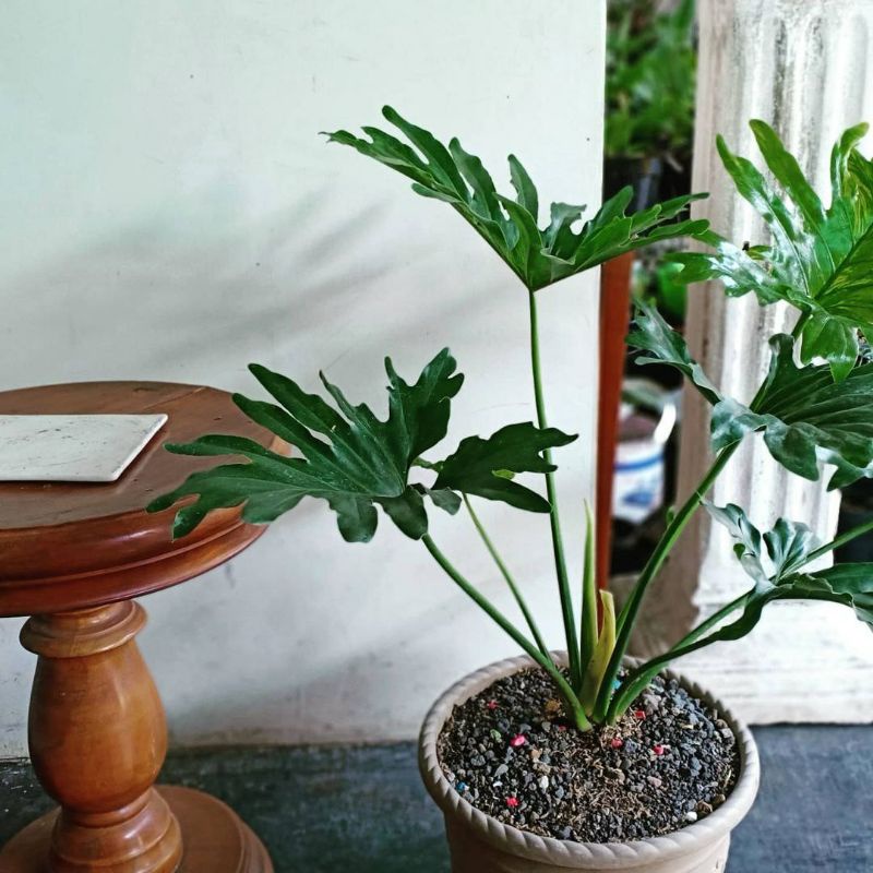 Tanaman Bunga Hias PhiloDendron/Philo jari Tanaman Hias Monstera