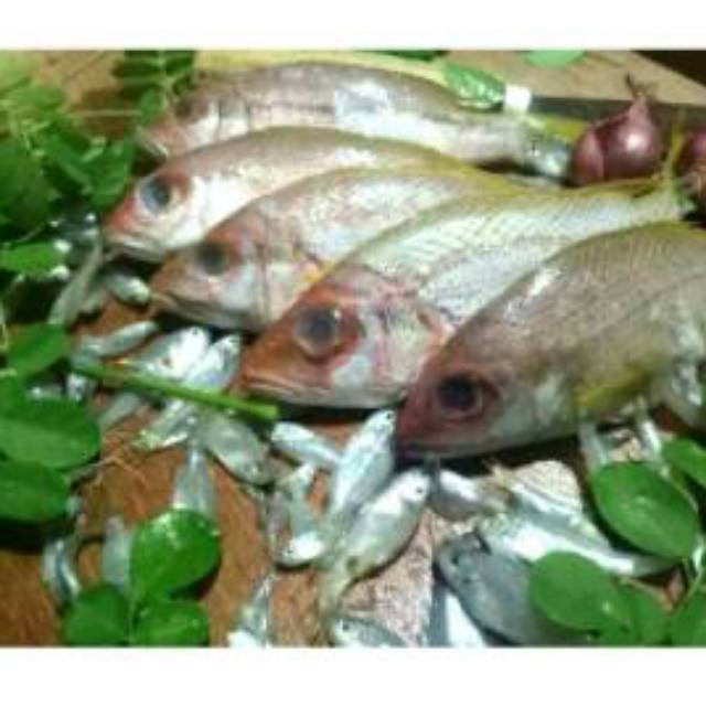 IKAN EKOR KUNING MURAH IKAN EKOR KUNING SEGAR SWALAYAN MURAH JAKARTA