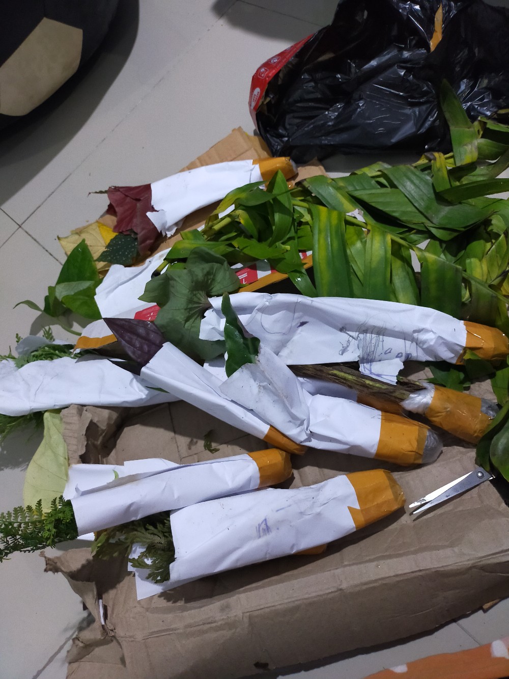 Alocasia Kupng Kelinci Murah