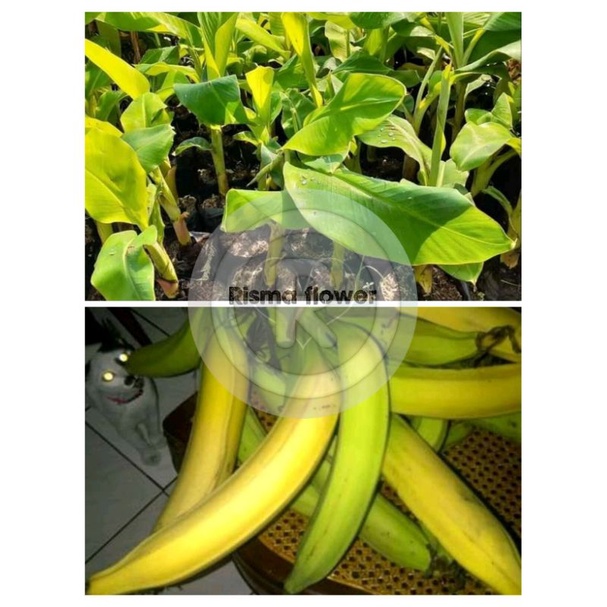 POHON PISANG TANDUK / TANAMAN BIBIT POHON PISANG TANDUK