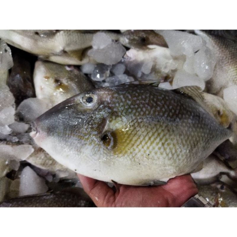 

Ikan Ayam-Ayam 1Kg [ Etong ] Segar Fresh BERGARANSI