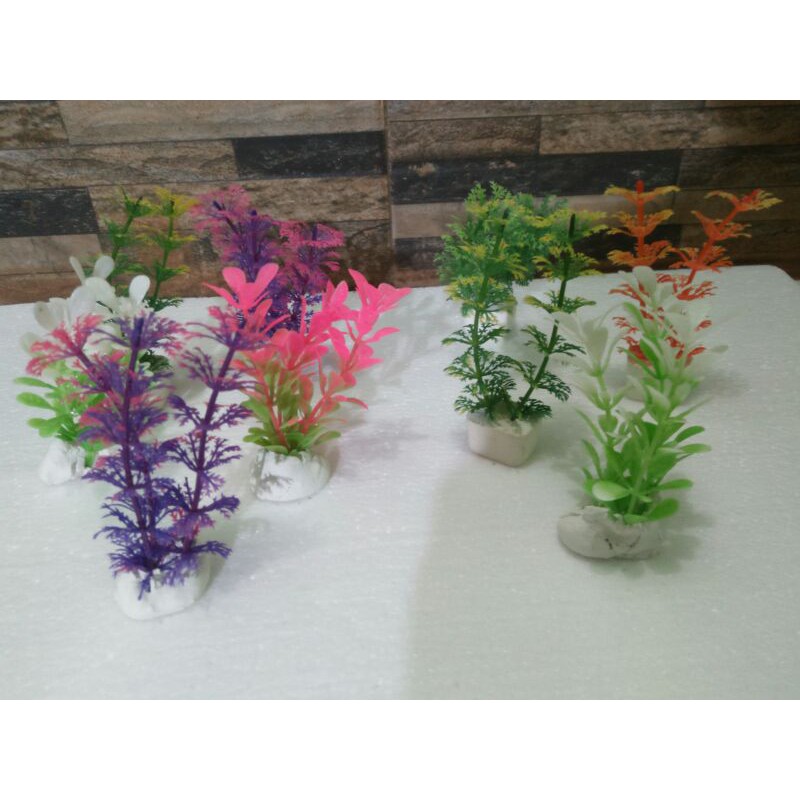 TANAMAN HIAS AQUARIUM IKAN CUPANG