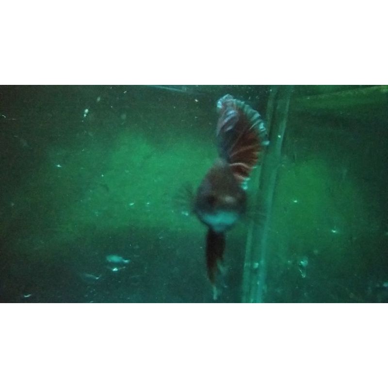 IKAN CUPANG HALFMOON BIG EAR LAVENDER