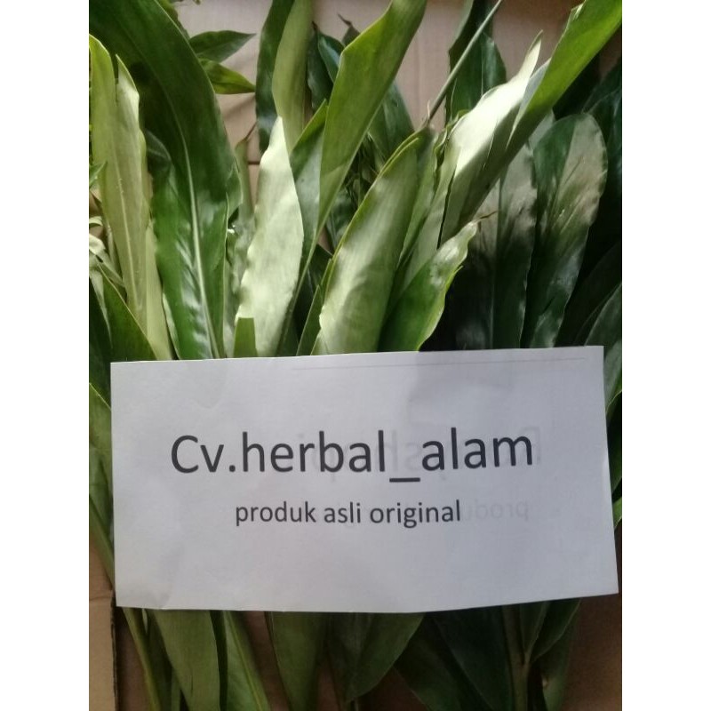 

daun walang bumbu sayur 30 lembar