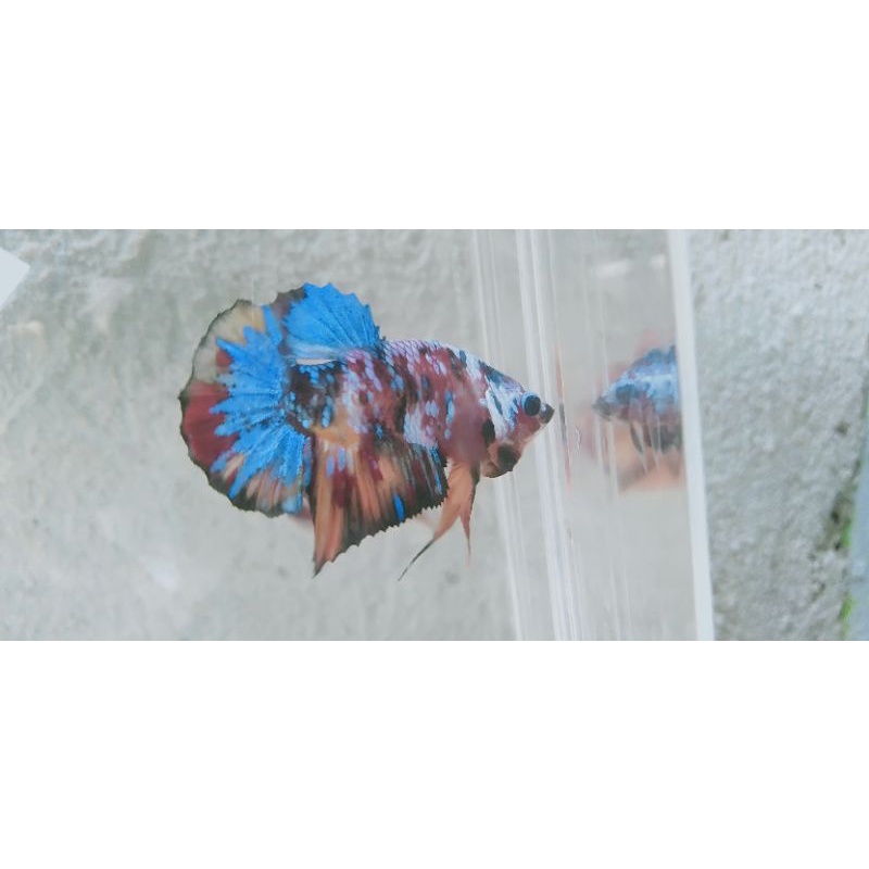 IKAN CUPANG MULTICOLOR MURAH