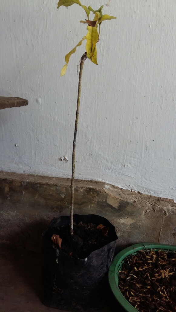 Bibit Alpukat Kendil Super Unggul