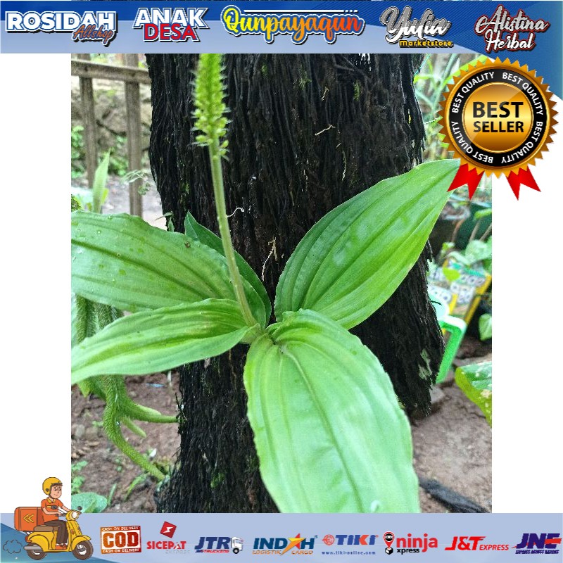 Anggrek malaxis / anggrek tanah hutan