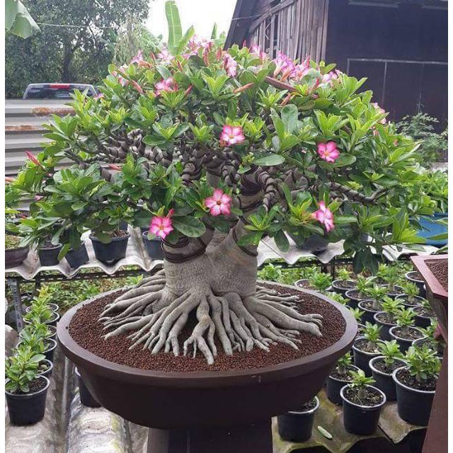 Bibit tanaman adenium bonggol besar bahan bonsai kamboja jepang-3