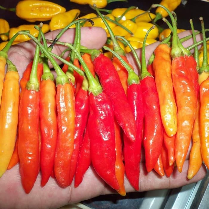 Benih Bibit Biji - Cabai Rawit Merah Pedas F1 Cabe Setan Lombok Rawit TIPE MERUNDUK Pepper Seeds - Panen Dalam 90 Hari