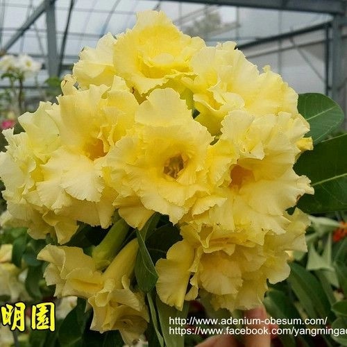 

adenium bunga tumpuk " yellow banana