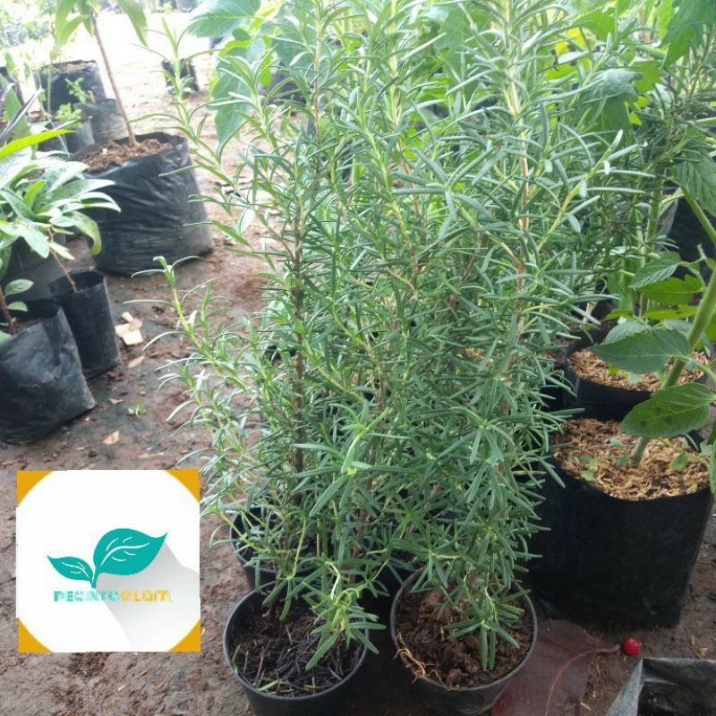 Bibit pohon rosemary / Tanaman rosemary