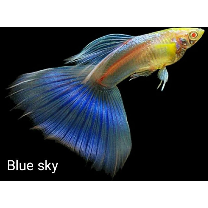 Ikan hias guppy blue topaz blue sky