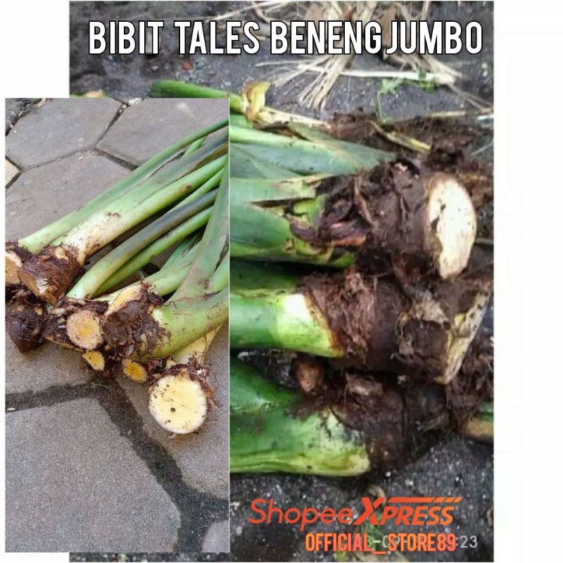 BIBIT TALES BENENG JUMBO KELUAR TUNAS